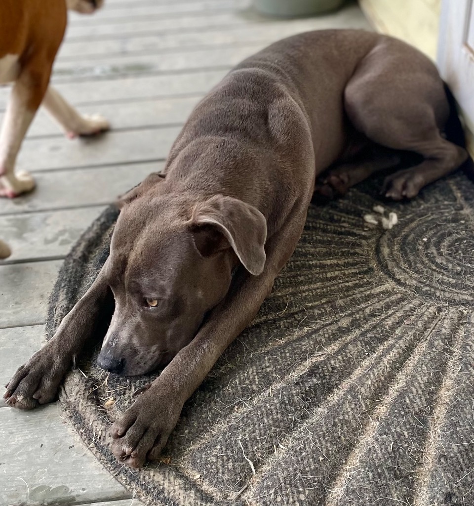 Smokey, an adoptable Mixed Breed in Saint Francisville, LA, 70775 | Photo Image 4