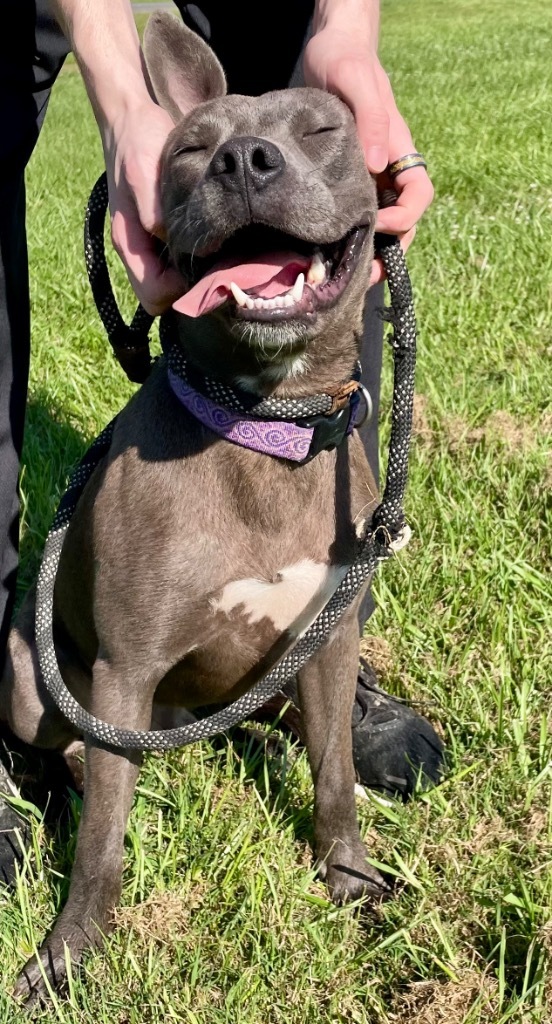 Smokey, an adoptable Mixed Breed in Saint Francisville, LA, 70775 | Photo Image 5