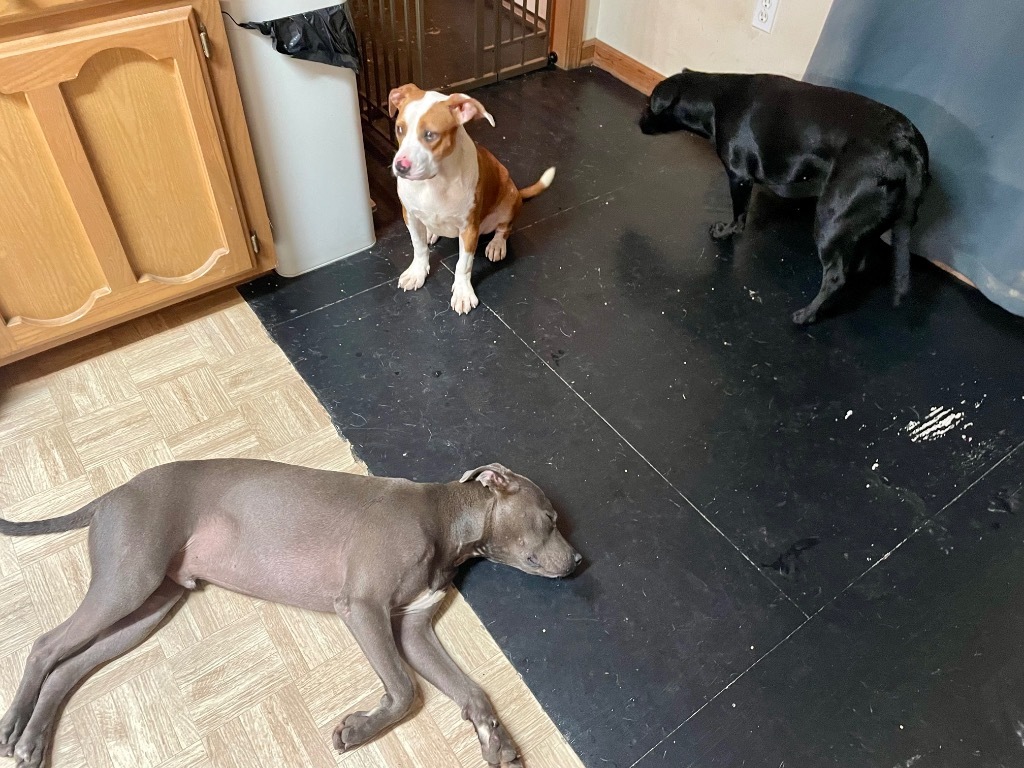 Smokey, an adoptable Mixed Breed in Saint Francisville, LA, 70775 | Photo Image 6