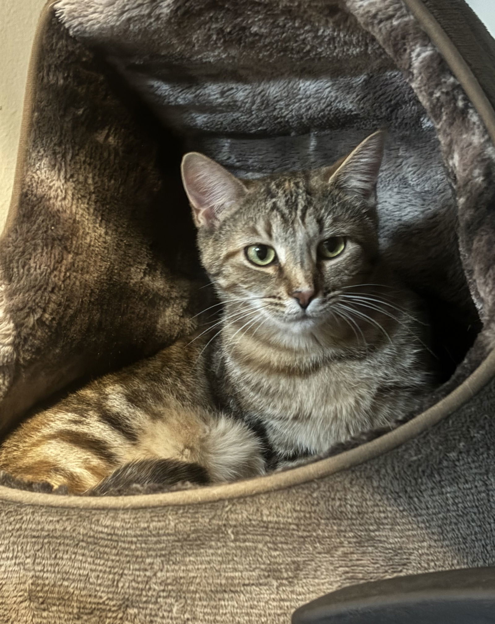 Chamele, an adoptable Torbie, Domestic Short Hair in Traverse City, MI, 49686 | Photo Image 1