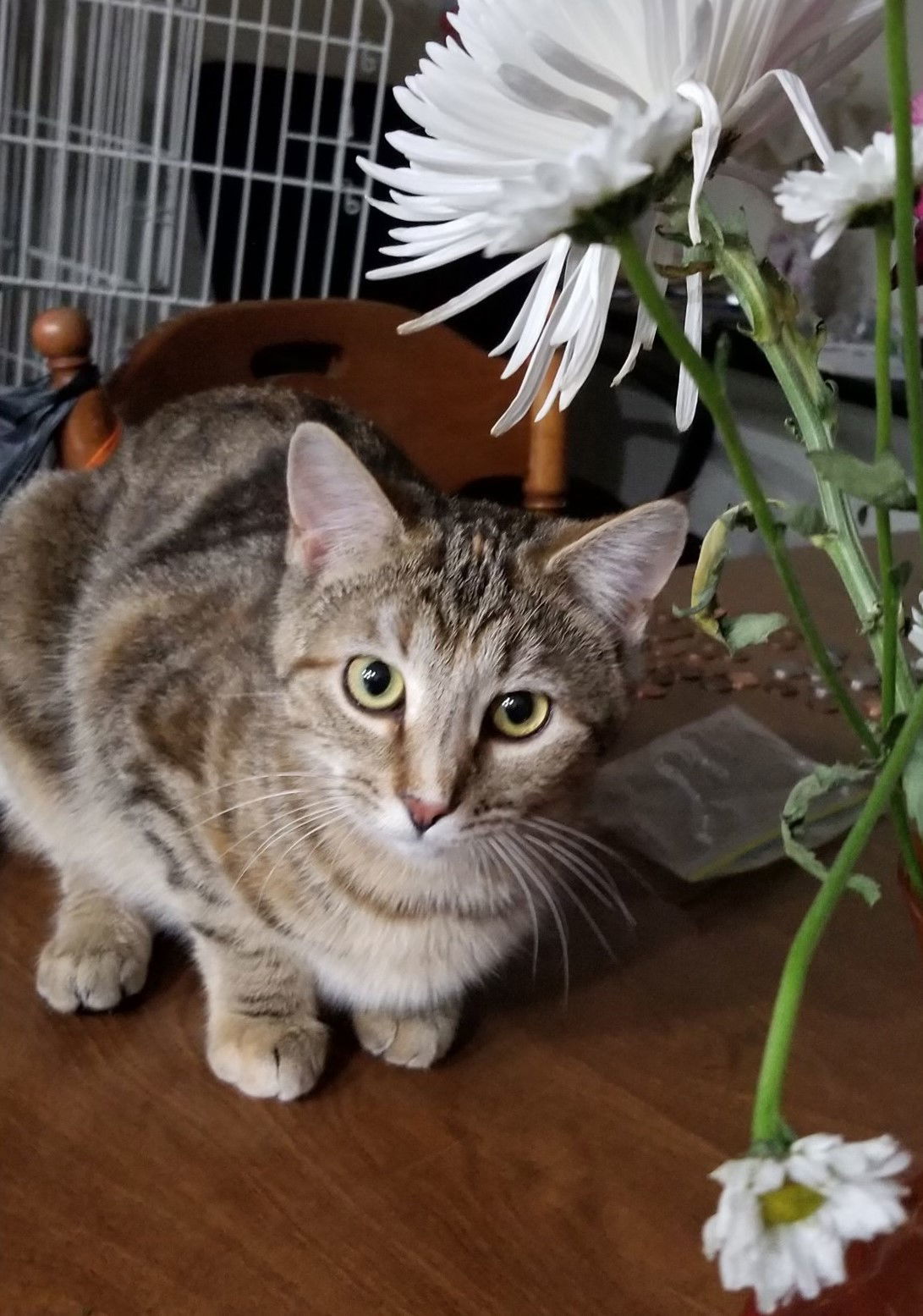 Chamele, an adoptable Torbie, Domestic Short Hair in Traverse City, MI, 49686 | Photo Image 2