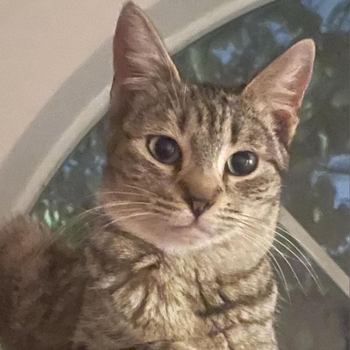 Mia 1