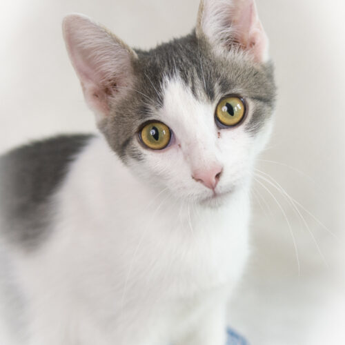 Scrabble, an adoptable Domestic Short Hair in Martensdale, IA, 50160 | Photo Image 2