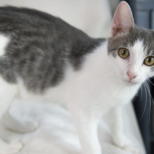 Scrabble, an adoptable Domestic Short Hair in Martensdale, IA, 50160 | Photo Image 3