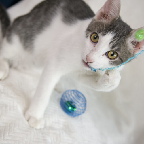 Scrabble, an adoptable Domestic Short Hair in Martensdale, IA, 50160 | Photo Image 4
