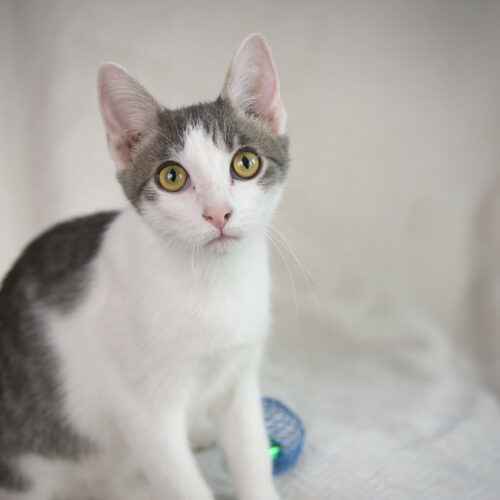 Scrabble, an adoptable Domestic Short Hair in Martensdale, IA, 50160 | Photo Image 5