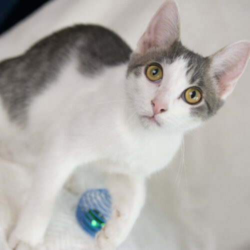 Scrabble, an adoptable Domestic Short Hair in Martensdale, IA, 50160 | Photo Image 6