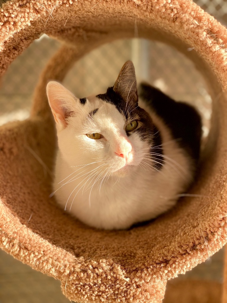 Mr. Cookie, an adoptable Domestic Short Hair in Grants Pass, OR, 97526 | Photo Image 1