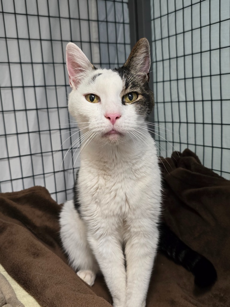 Mr. Cookie, an adoptable Domestic Short Hair in Grants Pass, OR, 97526 | Photo Image 2