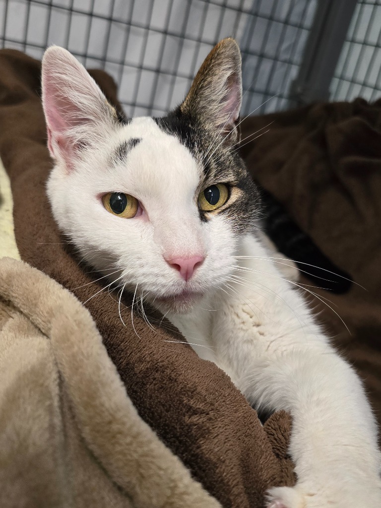 Mr. Cookie, an adoptable Domestic Short Hair in Grants Pass, OR, 97526 | Photo Image 2