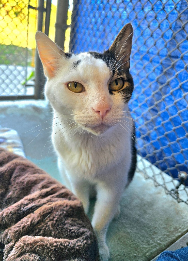 Mr. Cookie, an adoptable Domestic Short Hair in Grants Pass, OR, 97526 | Photo Image 4