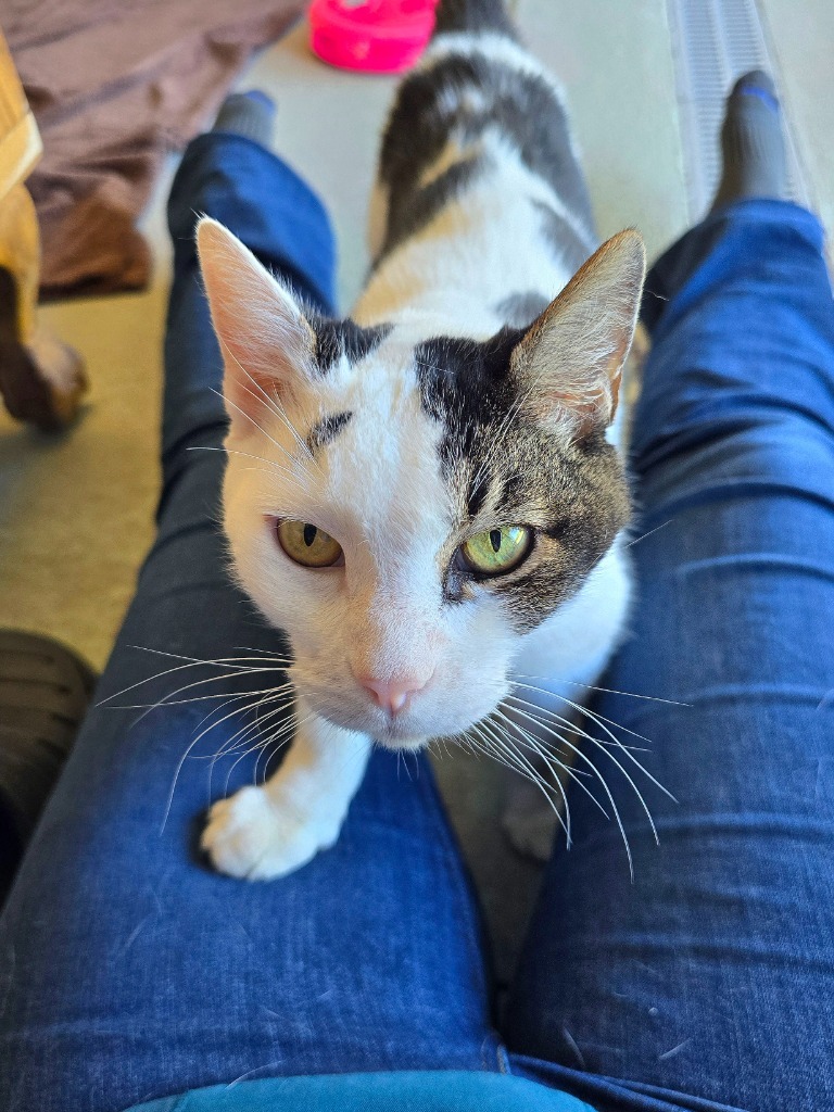 Mr. Cookie, an adoptable Domestic Short Hair in Grants Pass, OR, 97526 | Photo Image 5