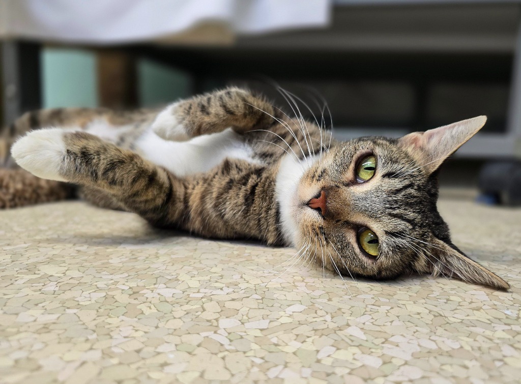 Honey Mahogany, an adoptable Domestic Short Hair in Grants Pass, OR, 97526 | Photo Image 1