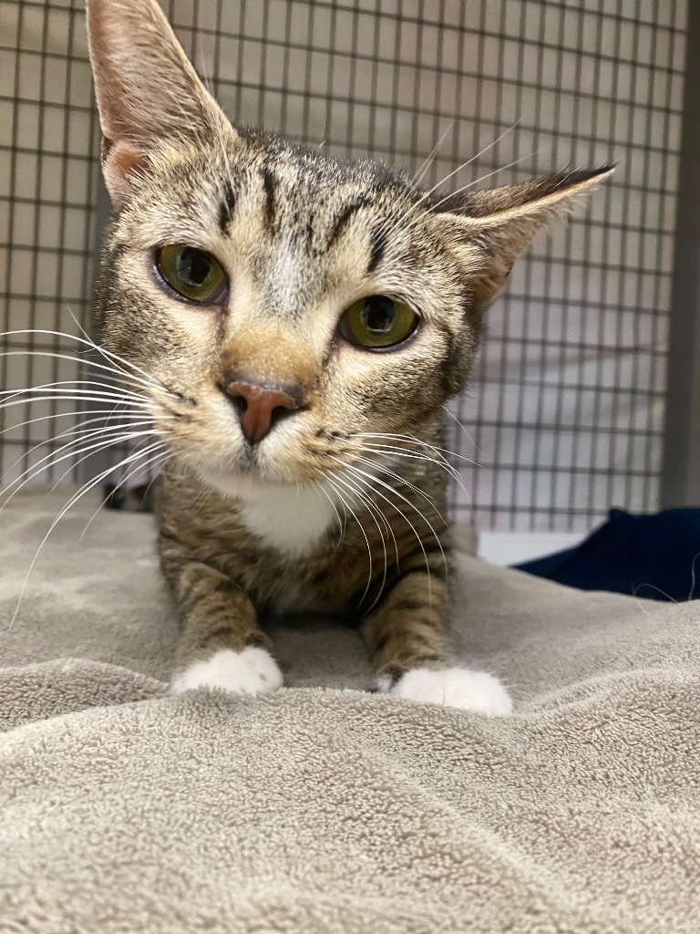 Honey Mahogany, an adoptable Domestic Short Hair in Grants Pass, OR, 97526 | Photo Image 2