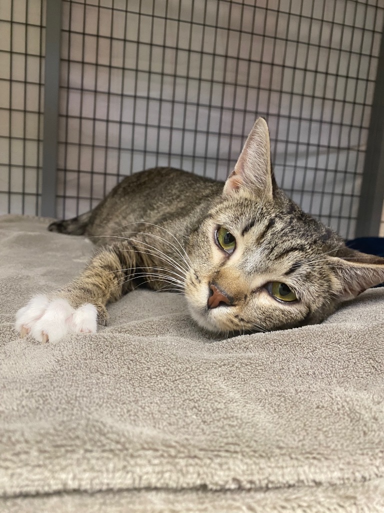 Honey Mahogany, an adoptable Domestic Short Hair in Grants Pass, OR, 97526 | Photo Image 3