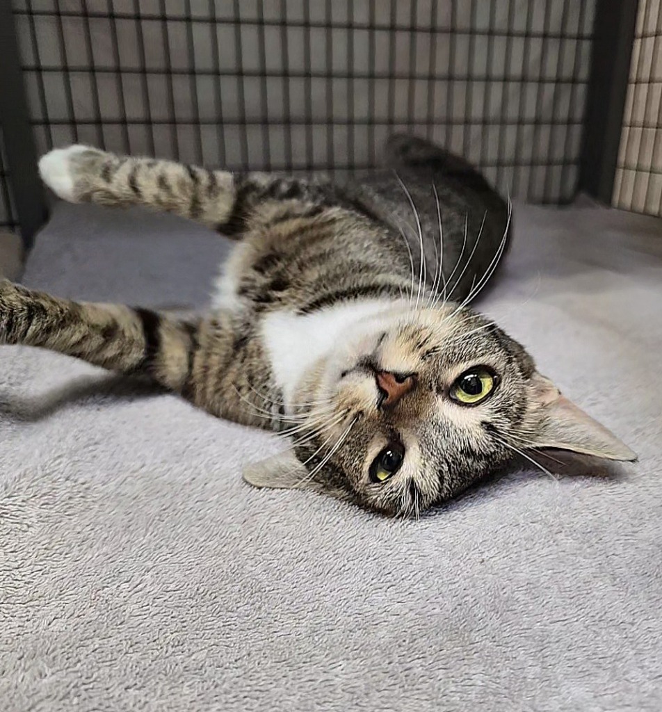 Honey Mahogany, an adoptable Domestic Short Hair in Grants Pass, OR, 97526 | Photo Image 4