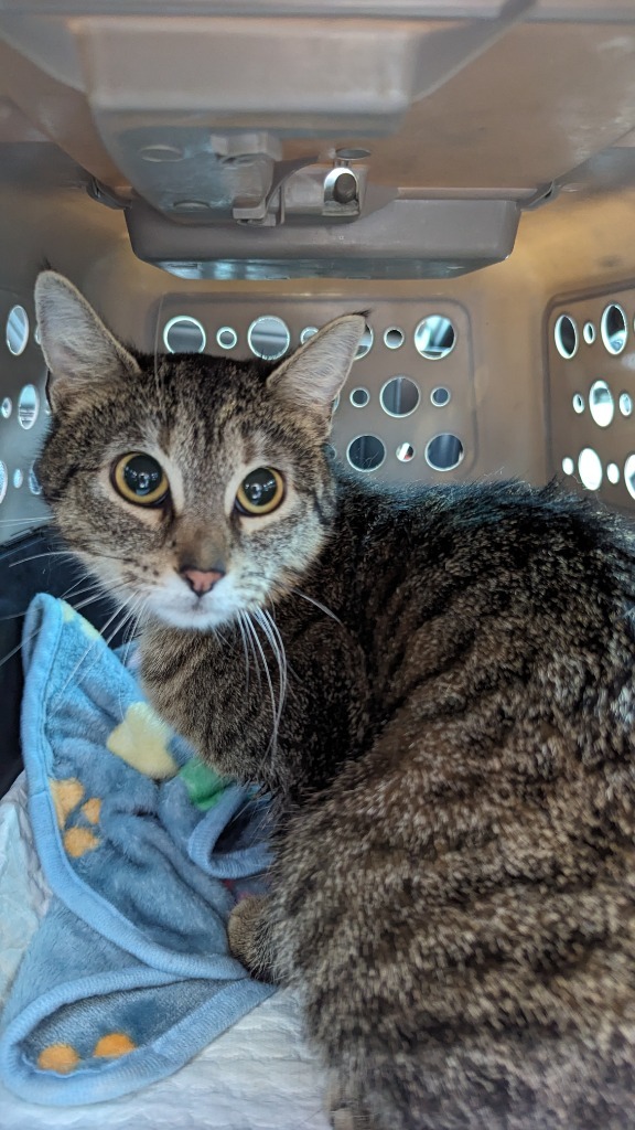 Baby/ Violet, an adoptable Domestic Short Hair in Grand Rapids, MN, 55744 | Photo Image 2