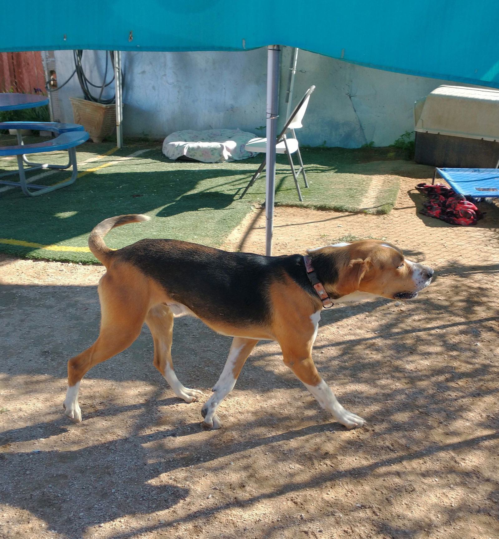 Sirius, an adoptable Foxhound in Apple Valley, CA, 92307 | Photo Image 1