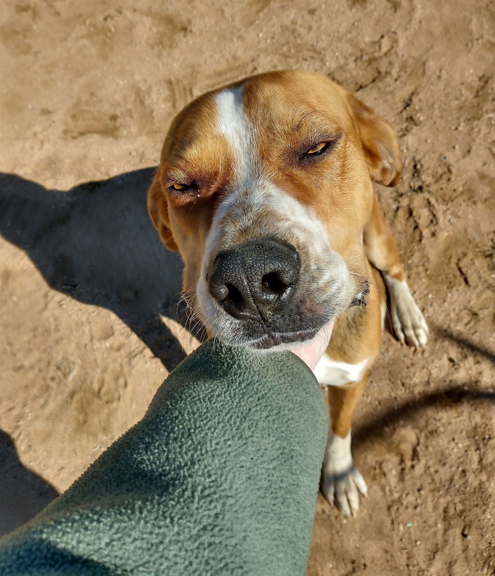 Sirius, an adoptable Foxhound in Apple Valley, CA, 92307 | Photo Image 2