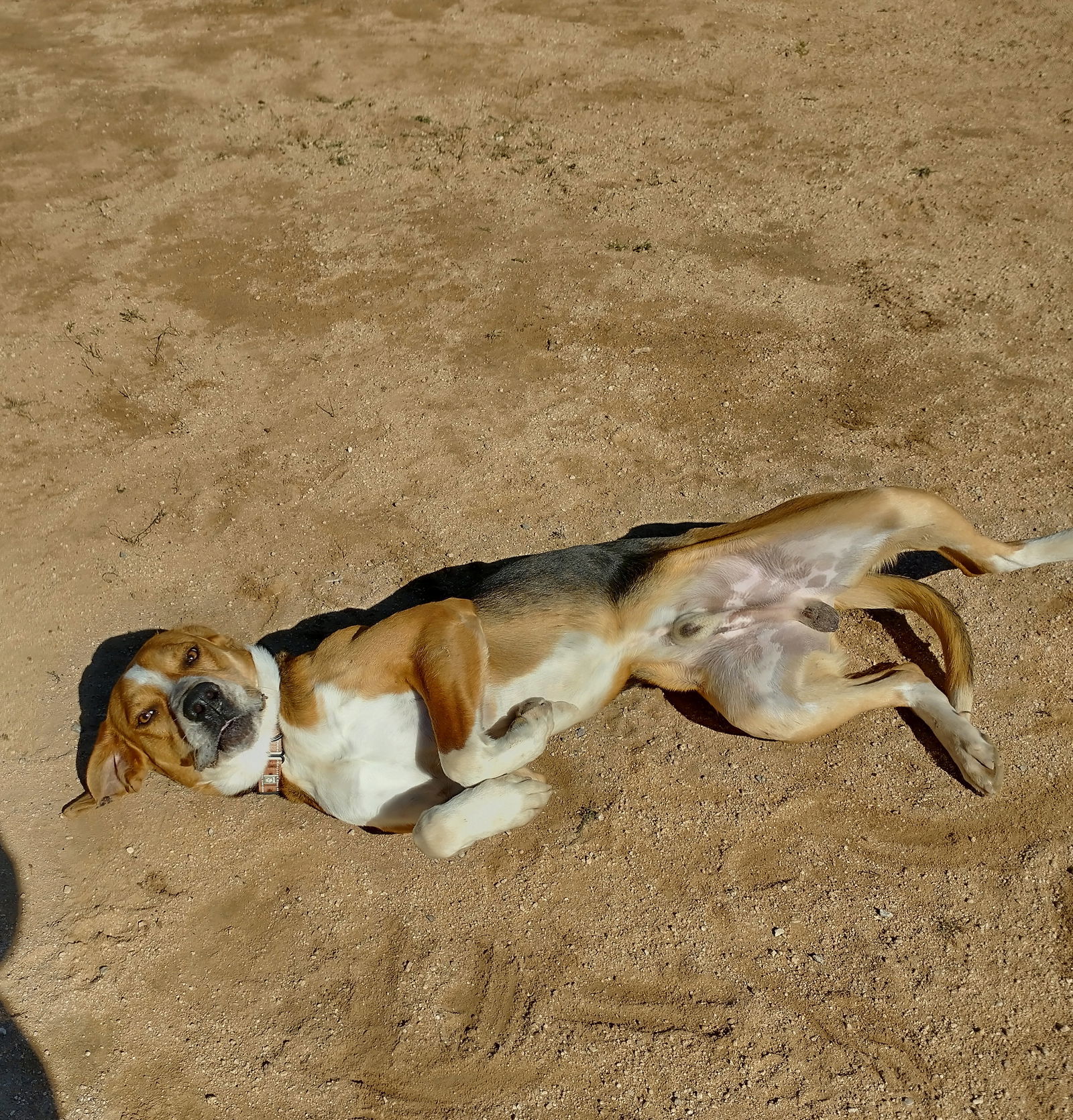 Sirius, an adoptable Foxhound in Apple Valley, CA, 92307 | Photo Image 3