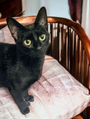 Franny Bombay Cat