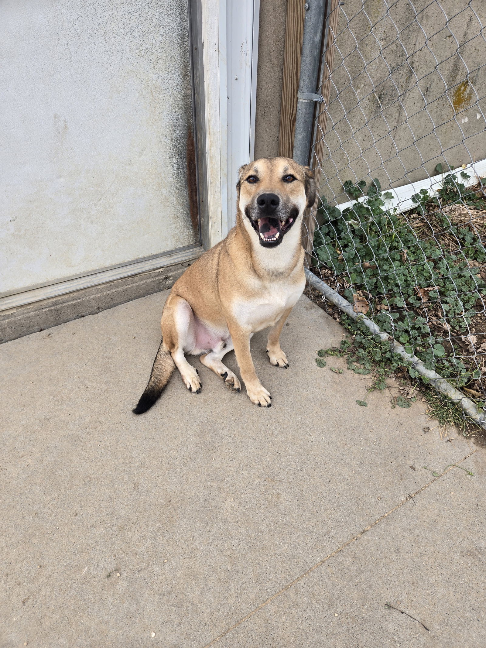 Triste, an adoptable Shepherd in Maquoketa, IA, 52060 | Photo Image 1
