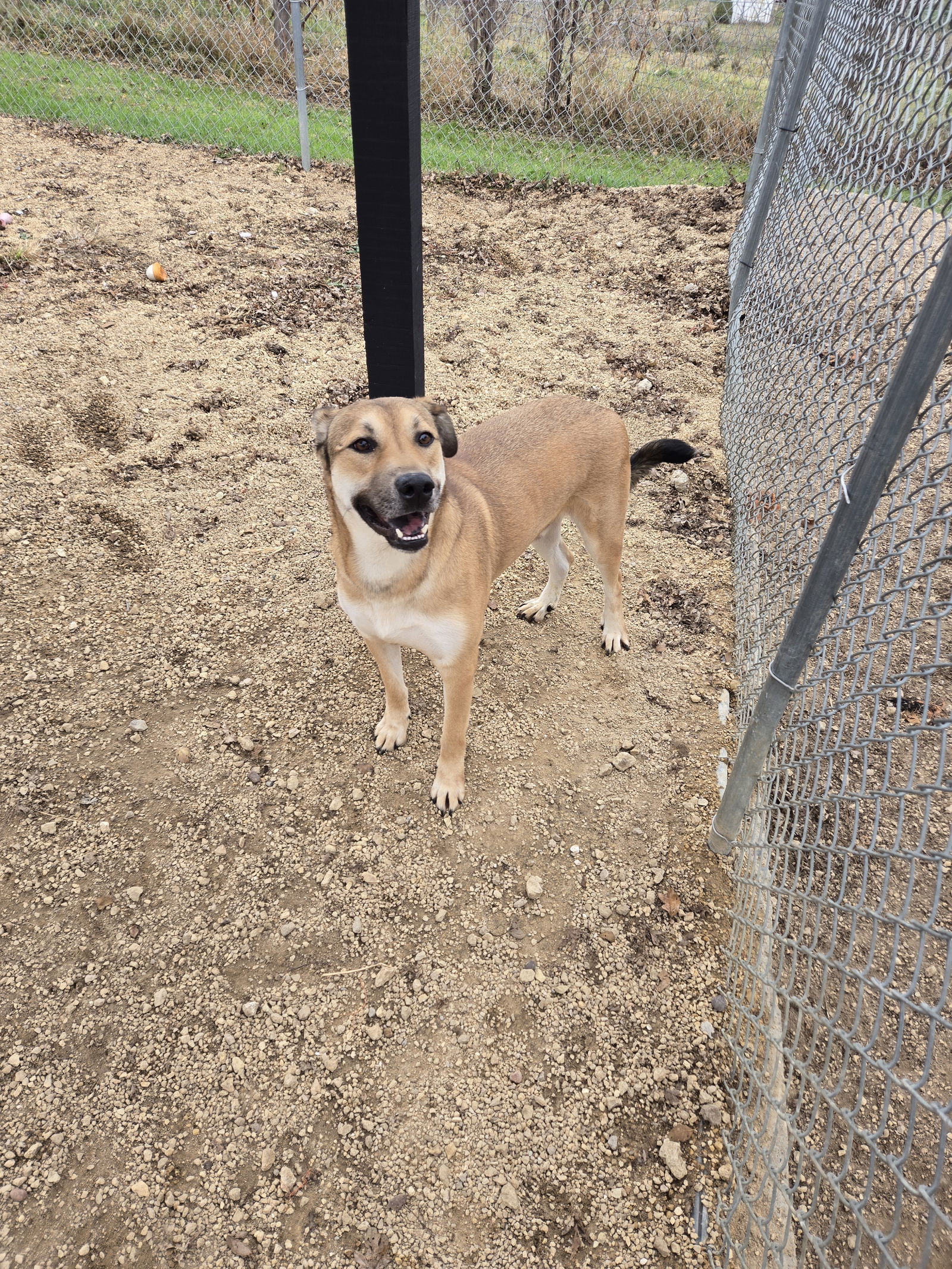 Triste, an adoptable Shepherd in Maquoketa, IA, 52060 | Photo Image 2