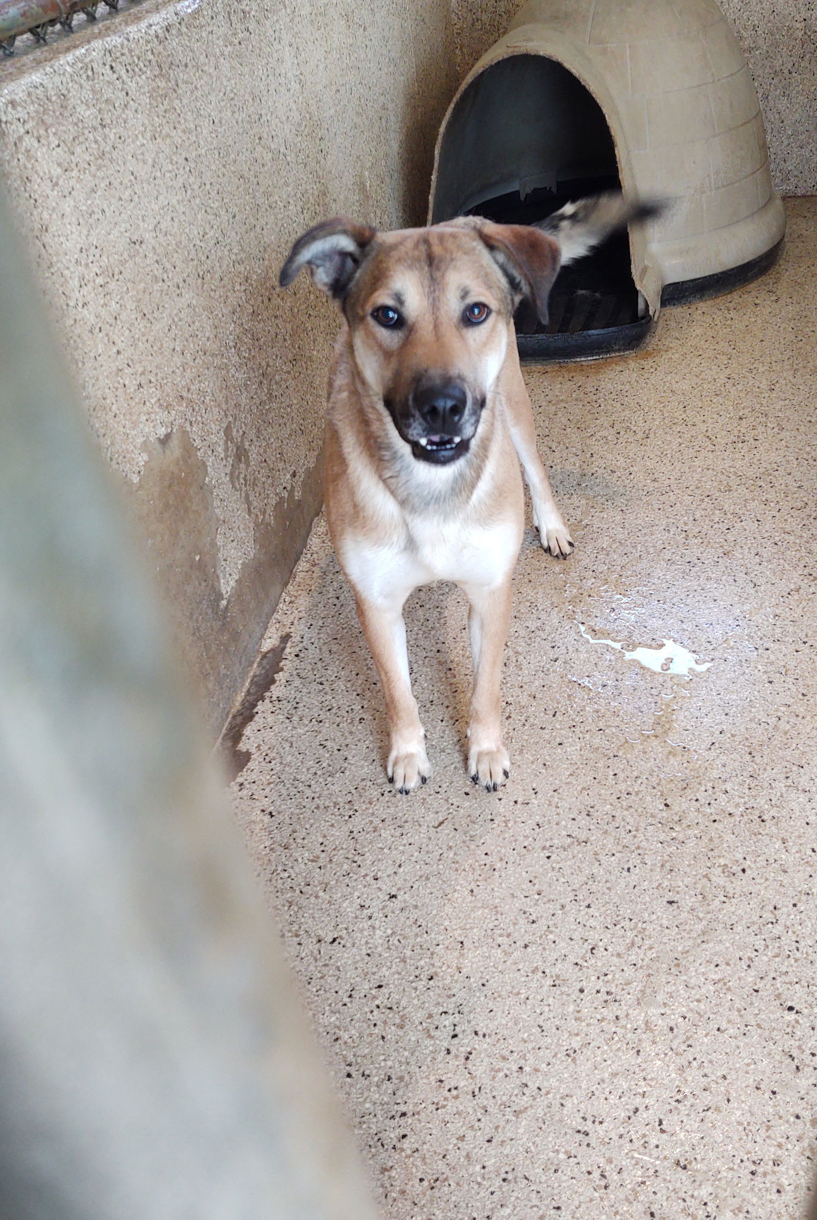 Triste, an adoptable Shepherd in Maquoketa, IA, 52060 | Photo Image 3