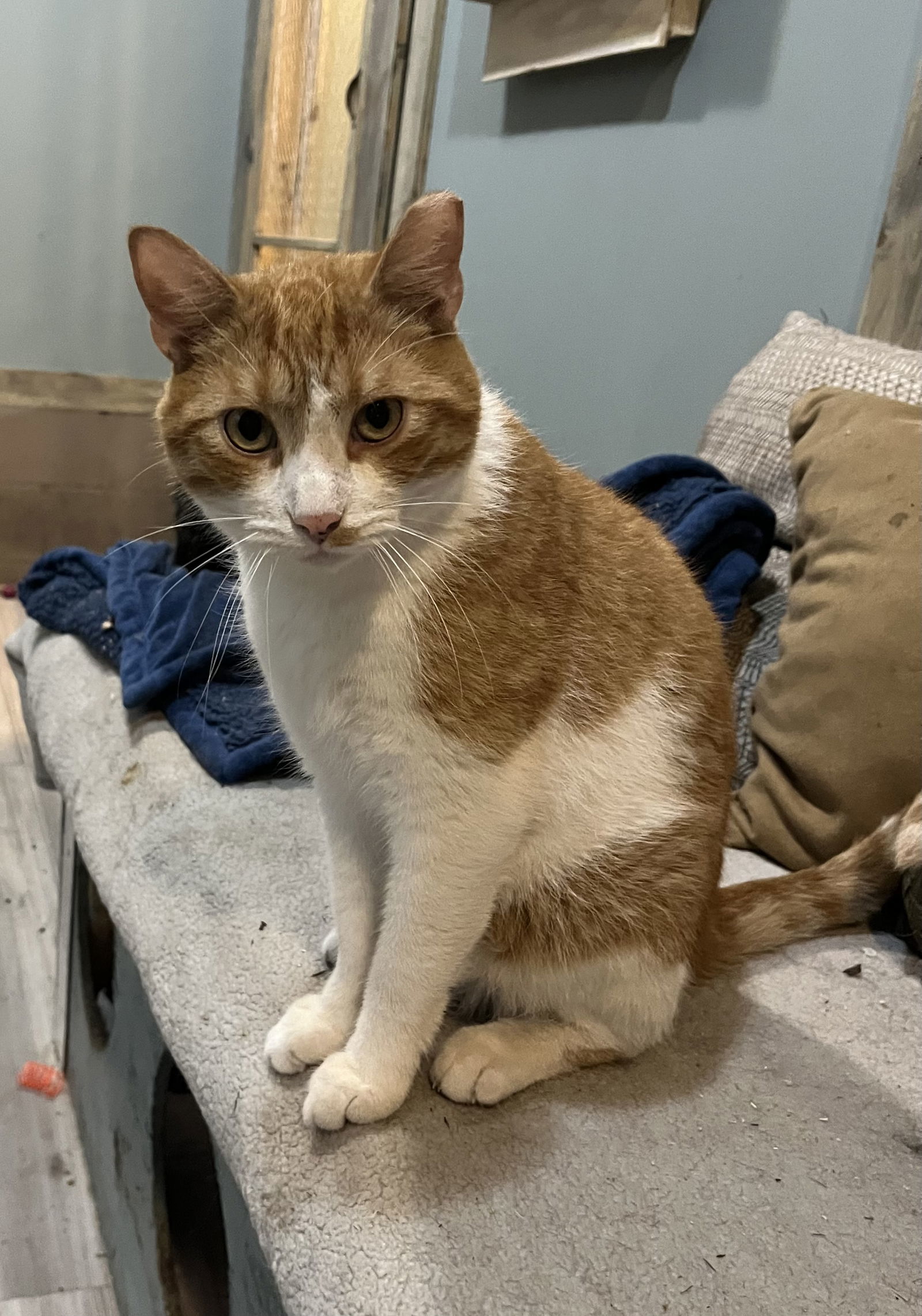 Gus, an adoptable Domestic Short Hair in Zimmerman, MN, 55398 | Photo Image 1