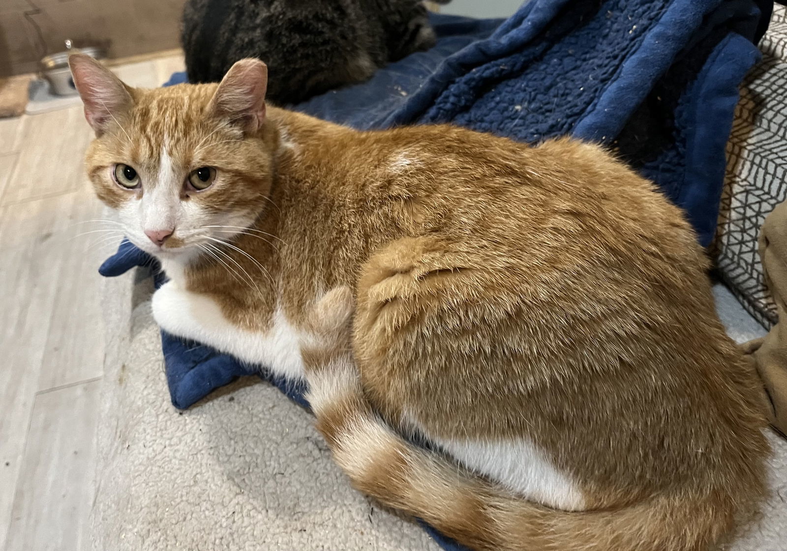 Gus, an adoptable Domestic Short Hair in Zimmerman, MN, 55398 | Photo Image 2