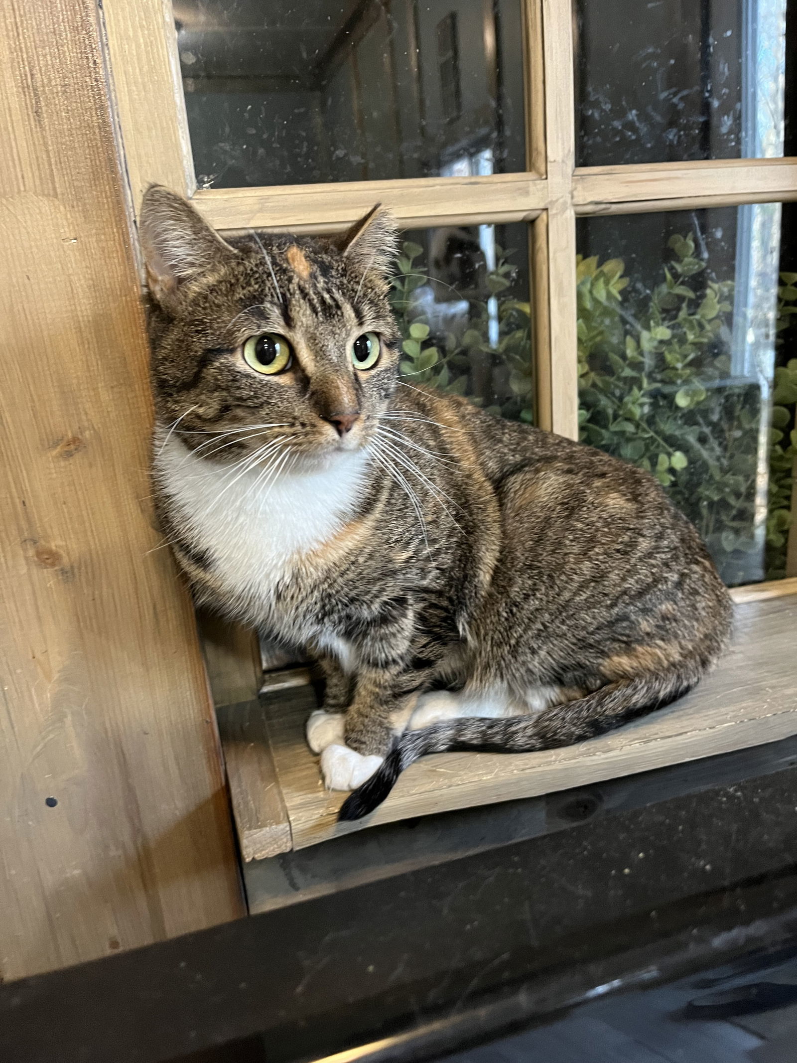 Dot, an adoptable Calico in Zimmerman, MN, 55398 | Photo Image 1