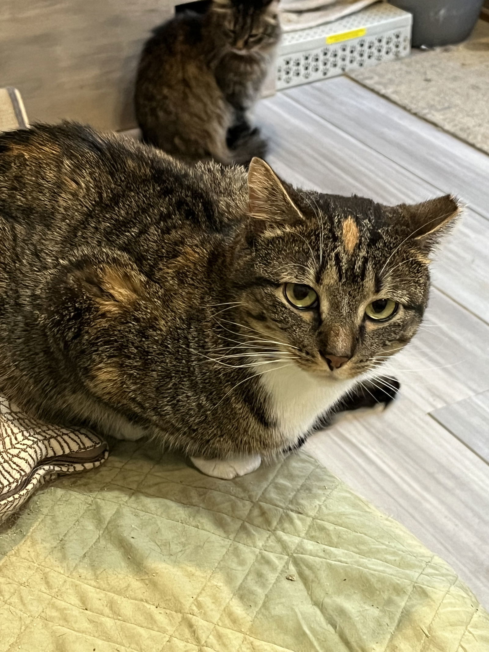 Dot, an adoptable American Shorthair in Zimmerman, MN, 55398 | Photo Image 2