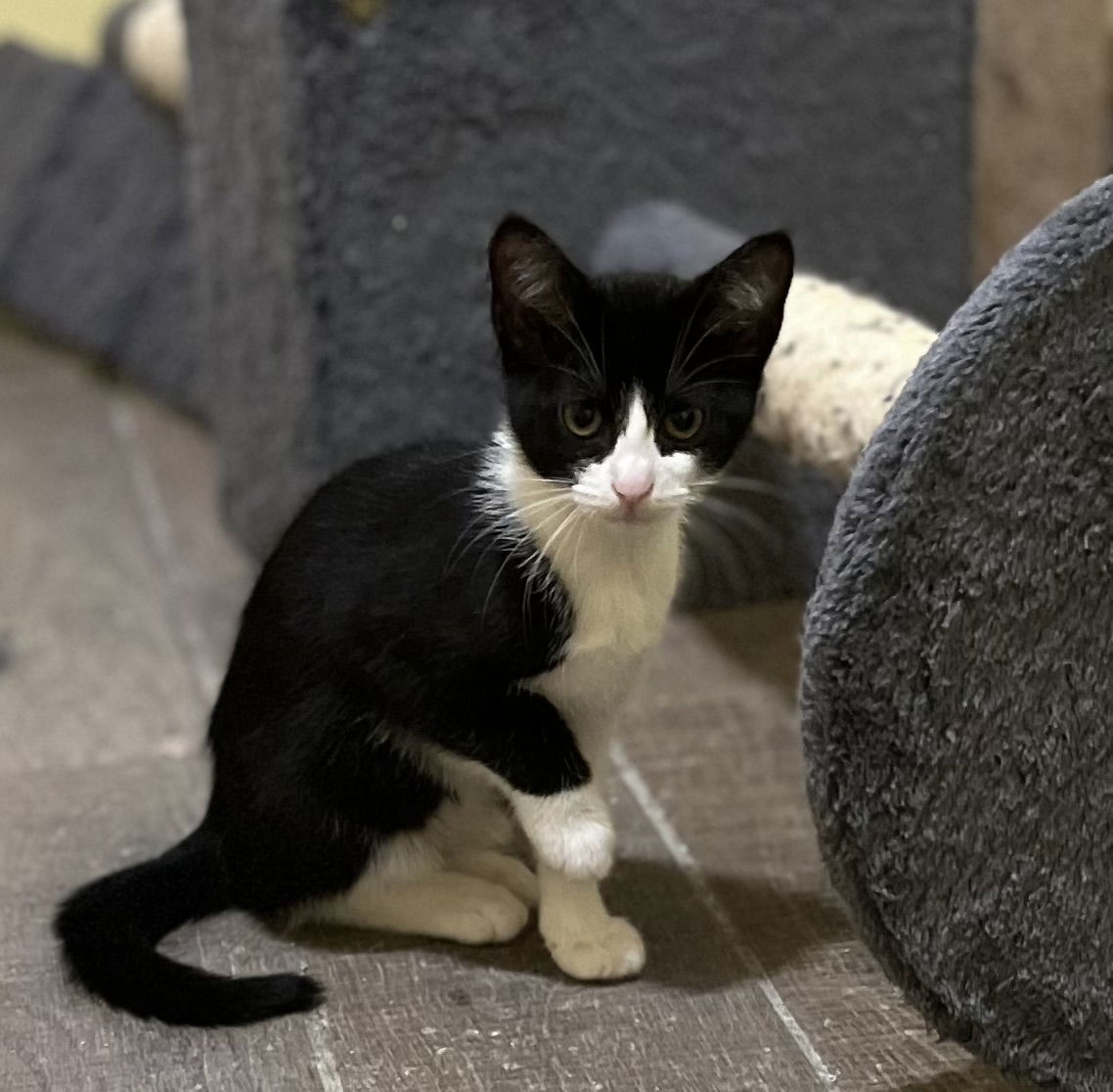 Mini, an adoptable American Shorthair in Zimmerman, MN, 55398 | Photo Image 1