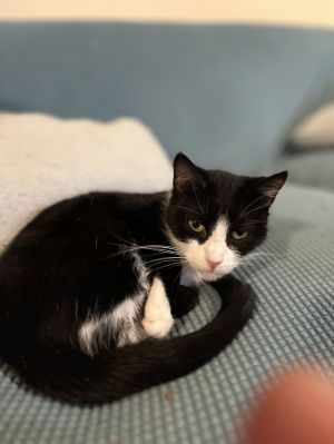 Mini, Adult Female American Shorthair