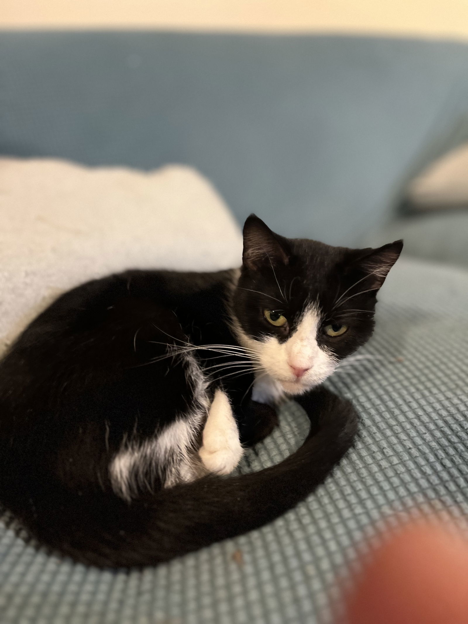 Mini, an adoptable American Shorthair in Zimmerman, MN, 55398 | Photo Image 1