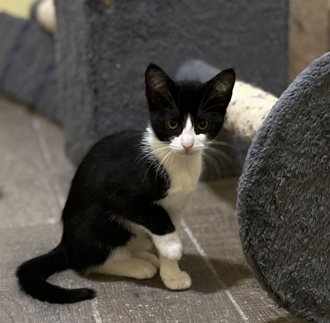 Mini, an adoptable American Shorthair in Zimmerman, MN, 55398 | Photo Image 2