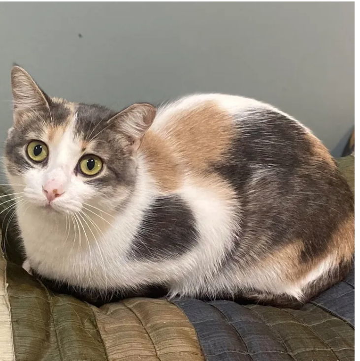 Juniper, an adoptable Domestic Short Hair in Zimmerman, MN, 55398 | Photo Image 1