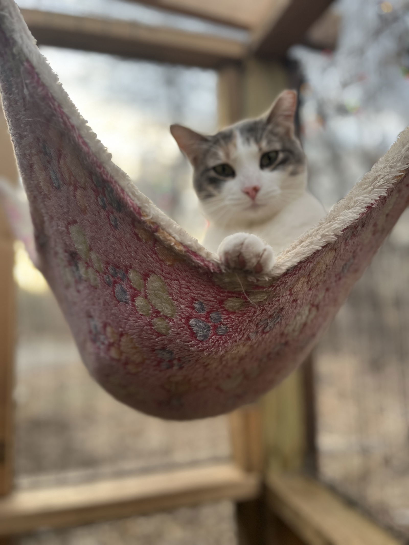 Juniper, an adoptable Domestic Short Hair in Zimmerman, MN, 55398 | Photo Image 2