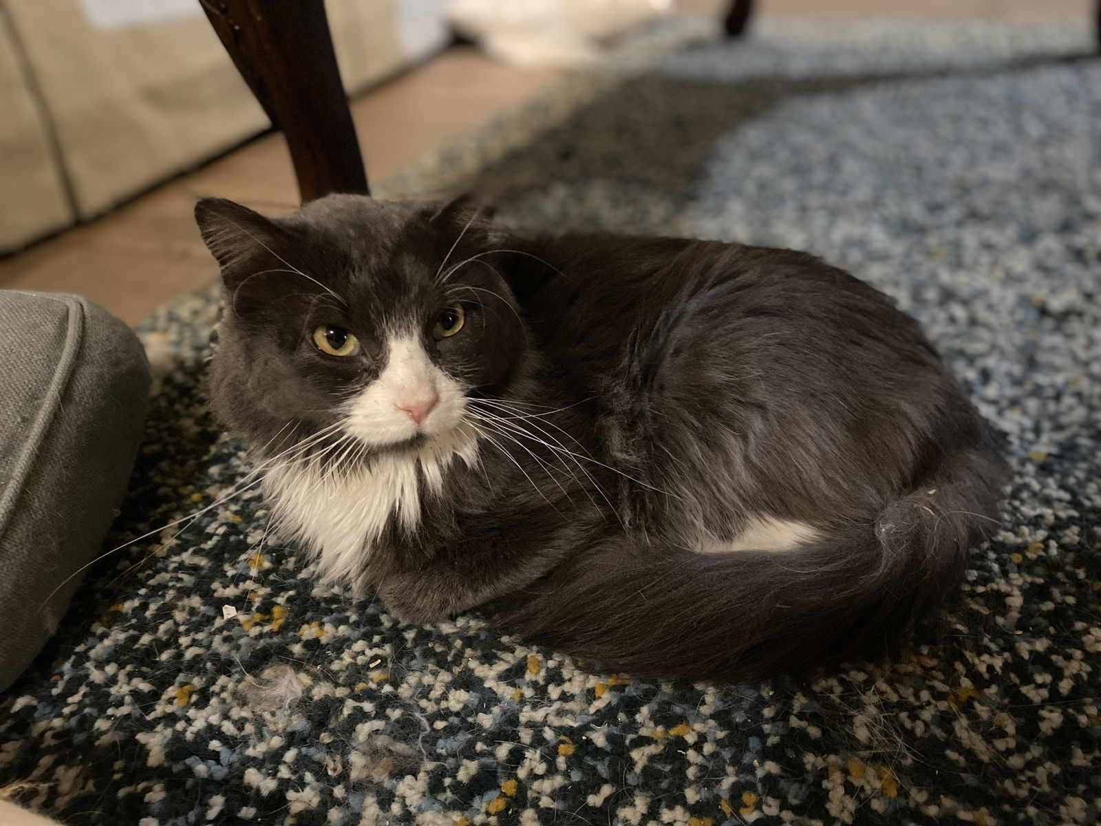 Lenardo DeCatprio, an adoptable Domestic Medium Hair in Zimmerman, MN, 55398 | Photo Image 1