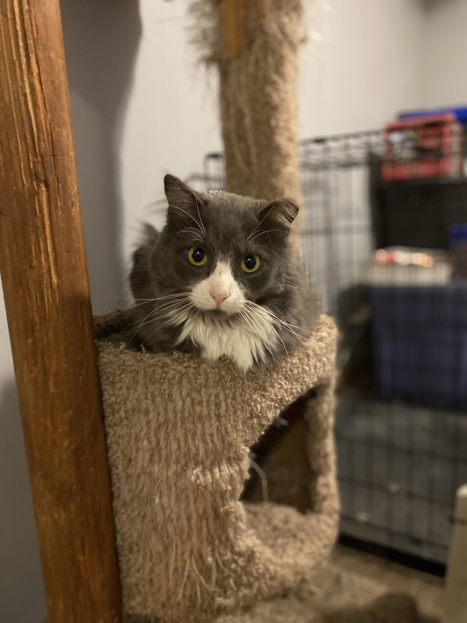 Lenardo DeCatprio, an adoptable Domestic Medium Hair in Zimmerman, MN, 55398 | Photo Image 2