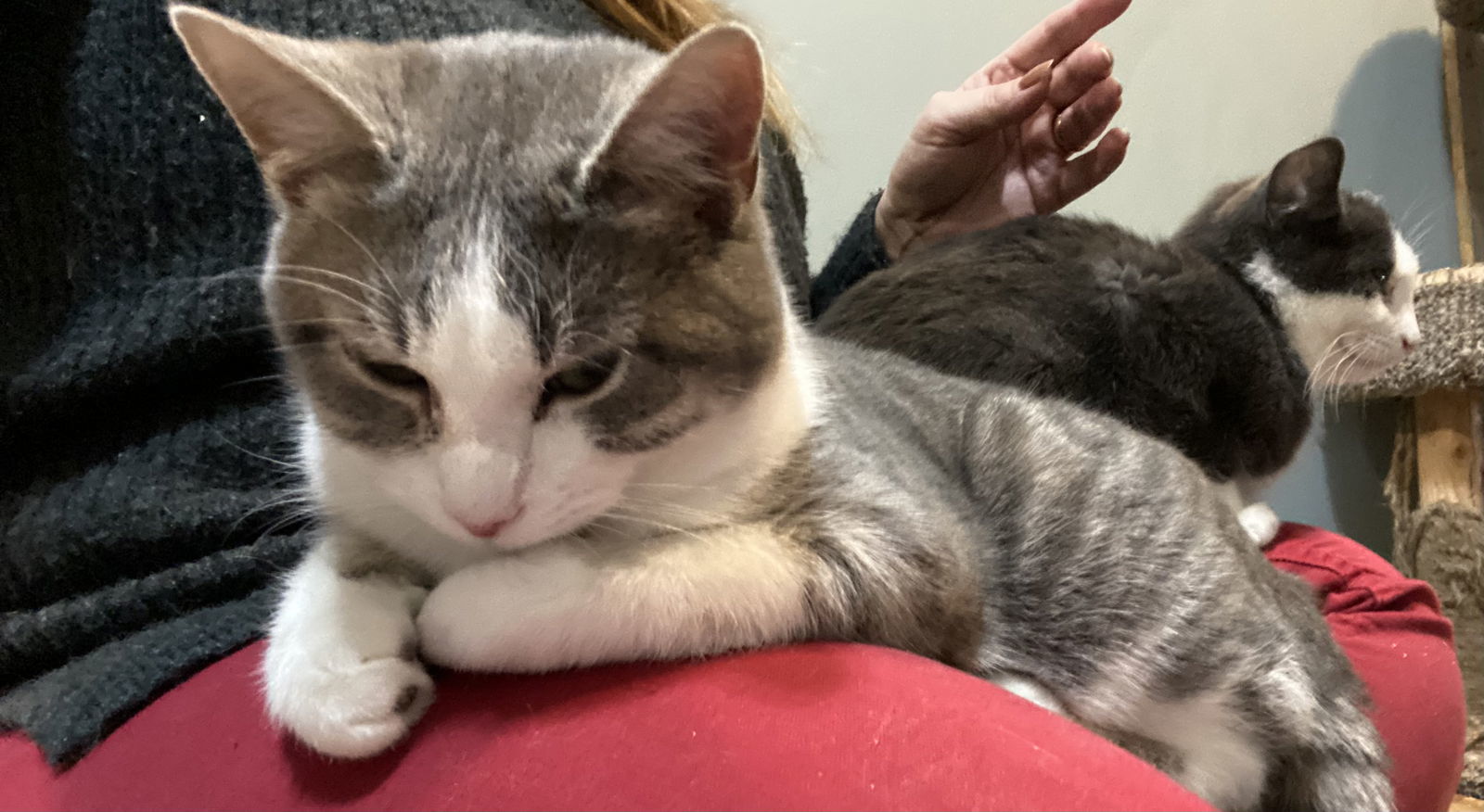 Pookie, an adoptable Domestic Short Hair in Zimmerman, MN, 55398 | Photo Image 1