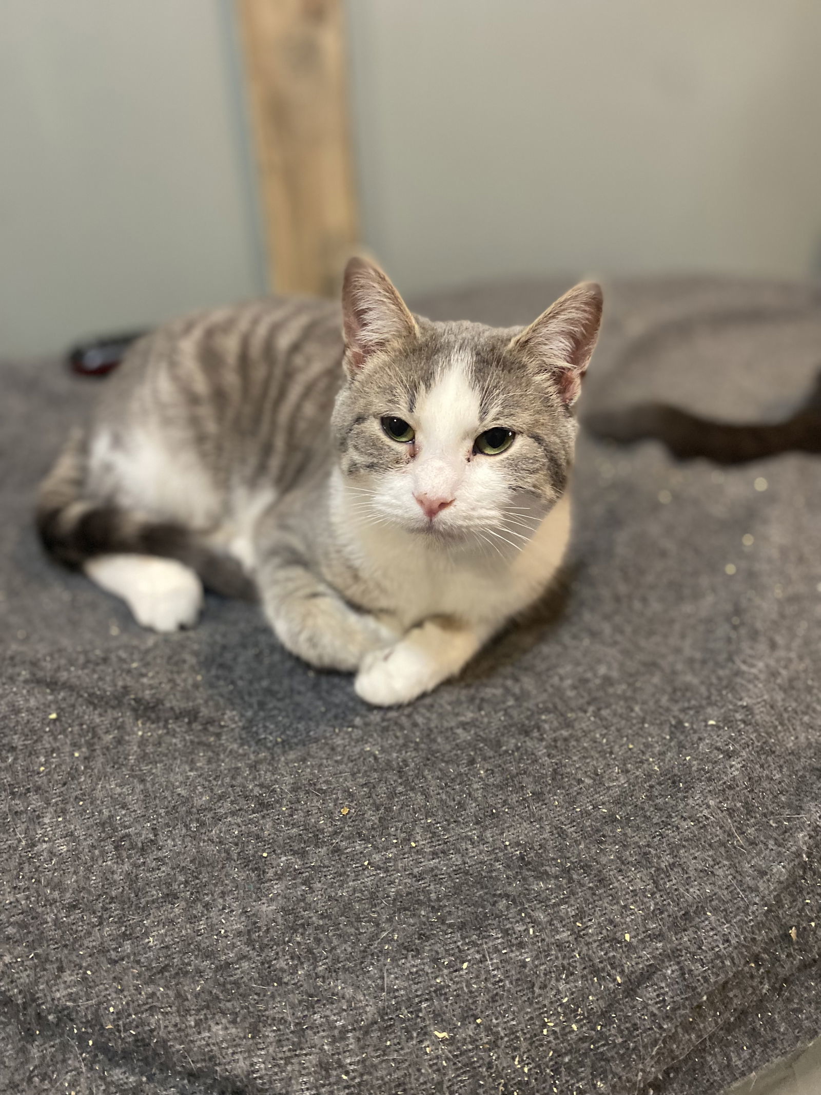 Pookie, an adoptable Domestic Short Hair in Zimmerman, MN, 55398 | Photo Image 2