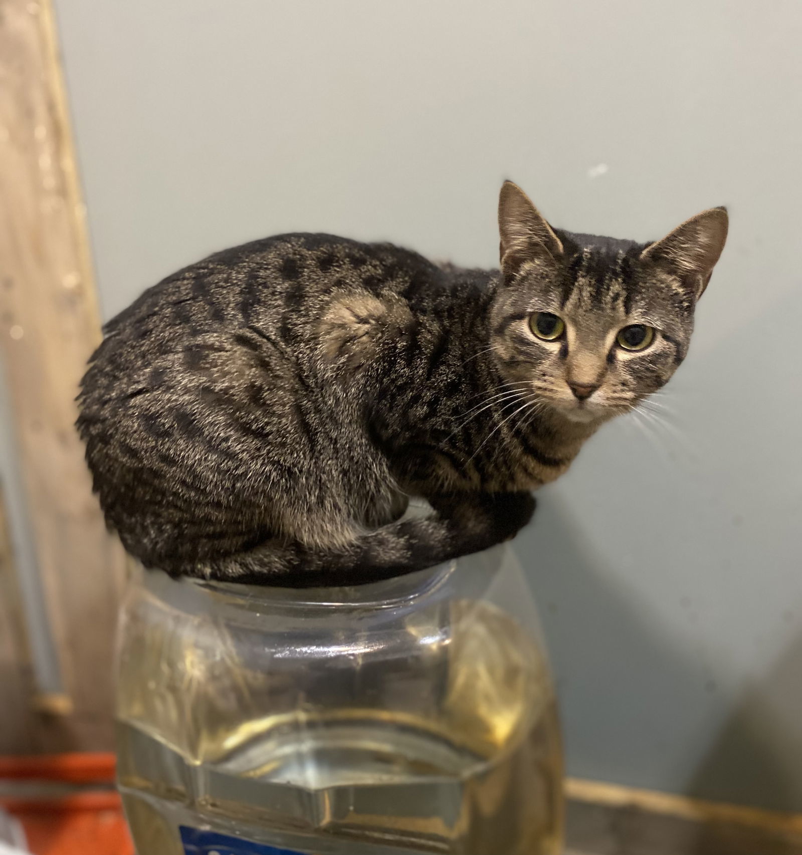 Meadow, an adoptable American Shorthair, Tabby in Zimmerman, MN, 55398 | Photo Image 1