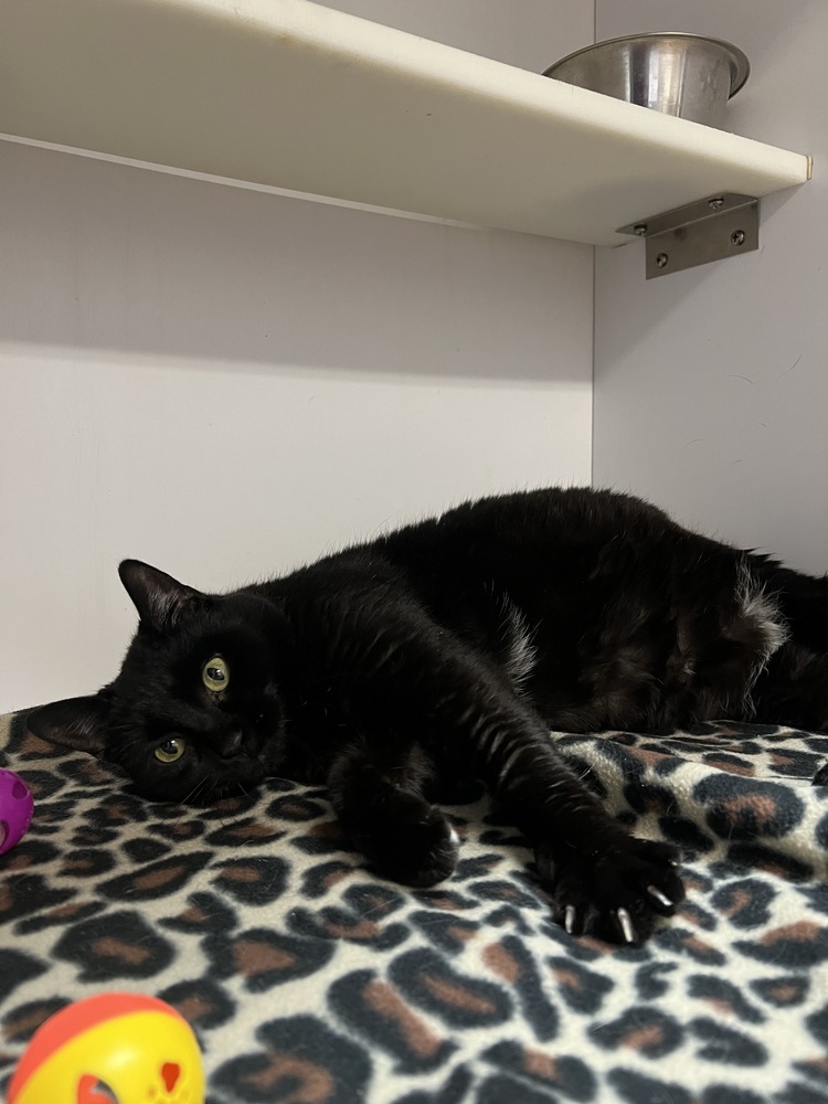 Mira, an adoptable Domestic Short Hair in Bolivar, MO, 65613 | Photo Image 1