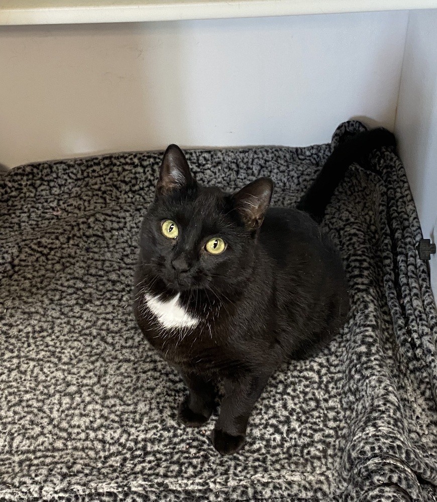 Mira, an adoptable Domestic Short Hair in Bolivar, MO, 65613 | Photo Image 2