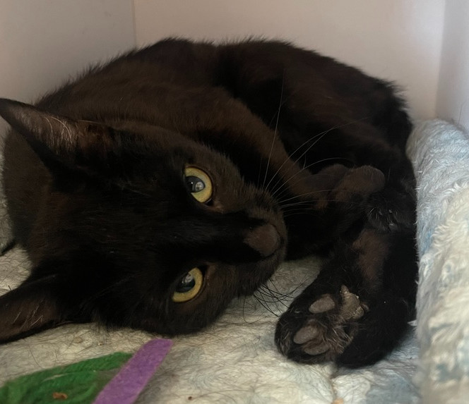 Mira, an adoptable Domestic Short Hair in Bolivar, MO, 65613 | Photo Image 3