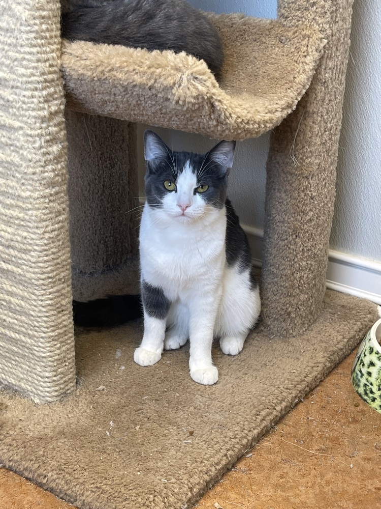 Kandy Kat, an adoptable Domestic Short Hair in Bolivar, MO, 65613 | Photo Image 1