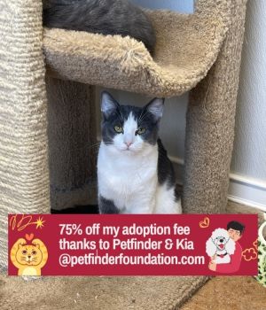 Kandy Kat, Young Female Domestic Short Hair