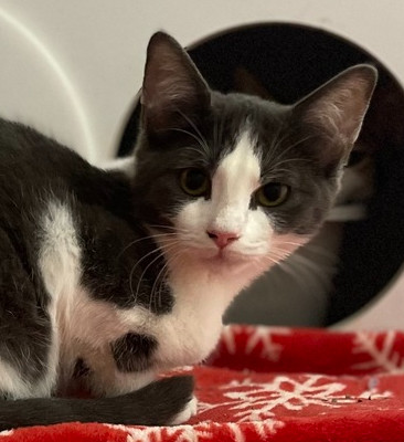 Kandy Kat, an adoptable Domestic Short Hair in Bolivar, MO, 65613 | Photo Image 2