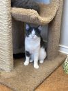 Kandy Kat photo 2